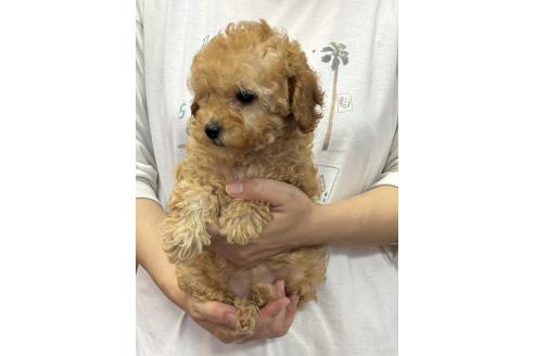販売中の熊本県のトイプードル-389969の4枚目