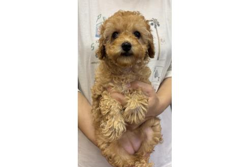 販売中の熊本県のトイプードル-389969の2枚目