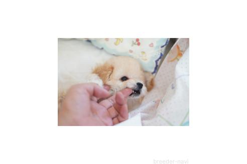 販売中の北海道のティーカッププードル-393226の2枚目