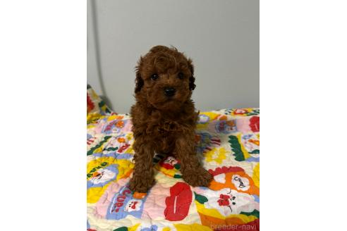 販売中の三重県のトイプードル-393228の2枚目