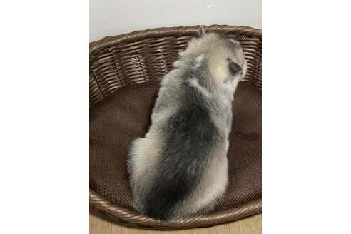 販売中の神奈川県のシベリアンハスキー-393234の4枚目