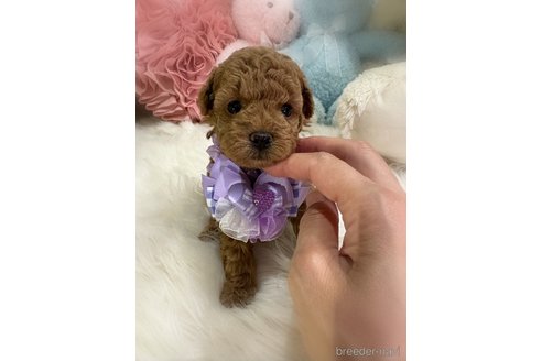 販売中の香川県のトイプードル-393233の4枚目