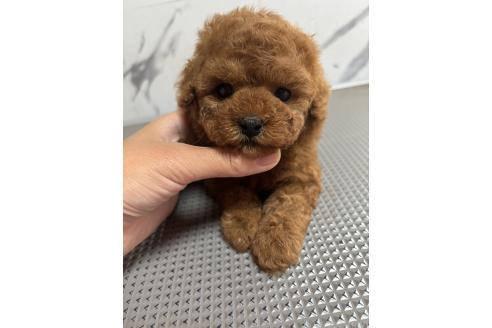 販売中の兵庫県のティーカッププードル-393026の4枚目