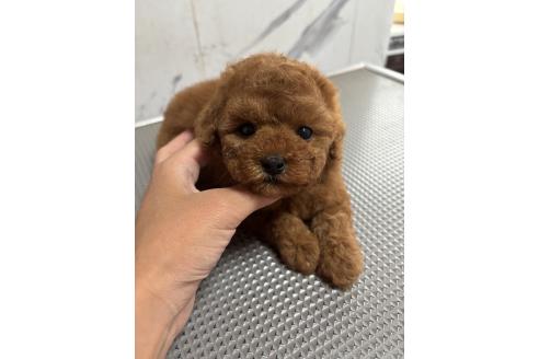 販売中の兵庫県のティーカッププードル-393026の2枚目