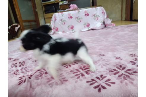 販売中の栃木県のパピヨン-385865の3枚目