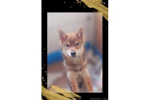 販売中の栃木県の柴犬-393042の5枚目