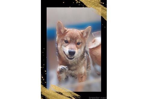 販売中の栃木県の柴犬-393042