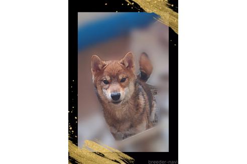 販売中の栃木県の柴犬-393042の3枚目