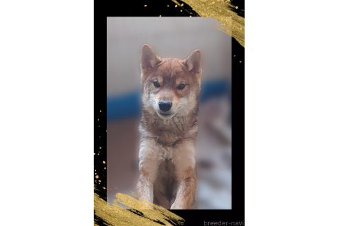 販売中の栃木県の柴犬-393042の2枚目