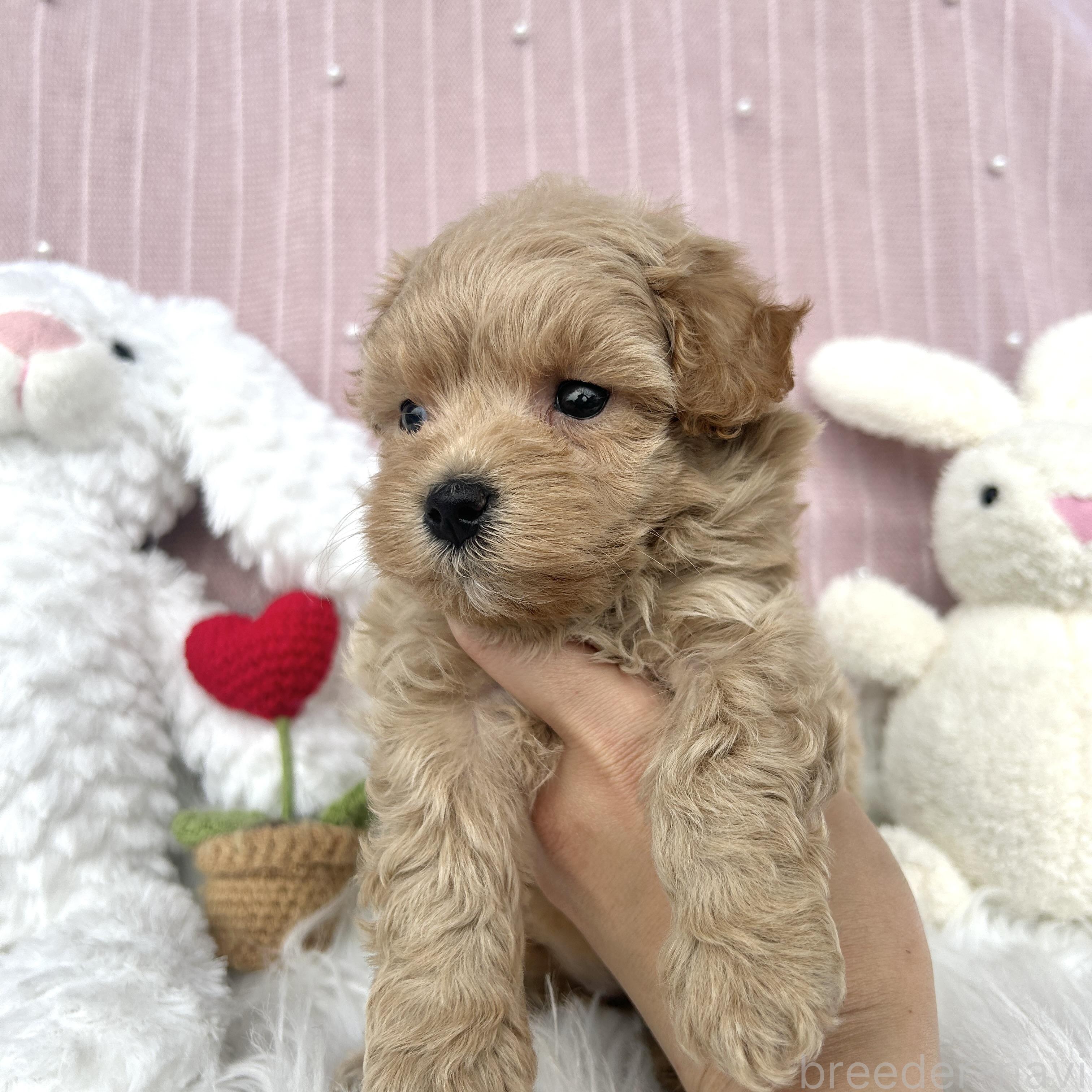 販売中の栃木県のマルプー:マルチーズ×トイプードル-393235の4枚目