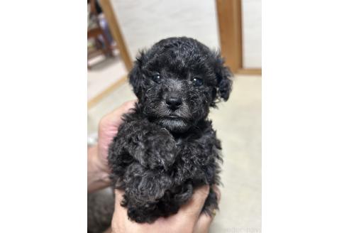 販売中の大阪府のタイニープードル-387798