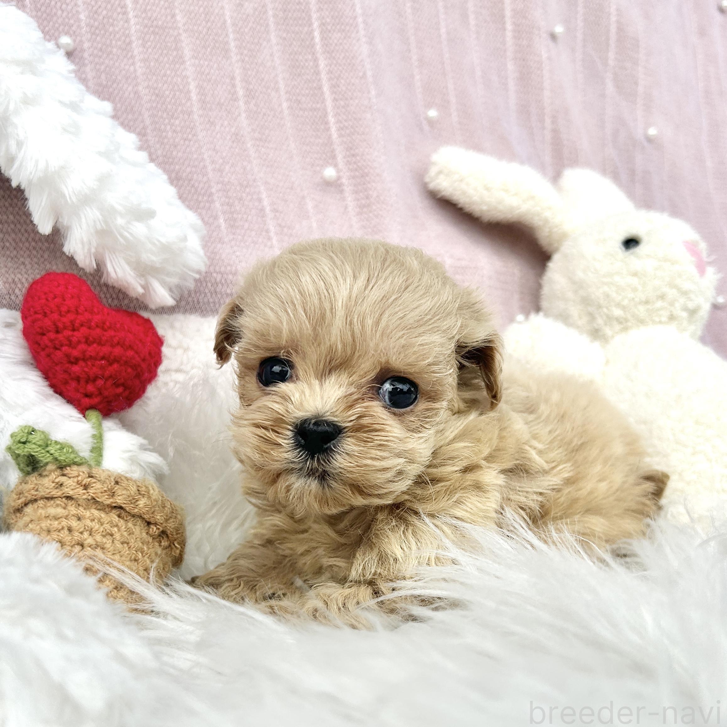 販売中の栃木県のマルプー:マルチーズ×トイプードル-393236の4枚目