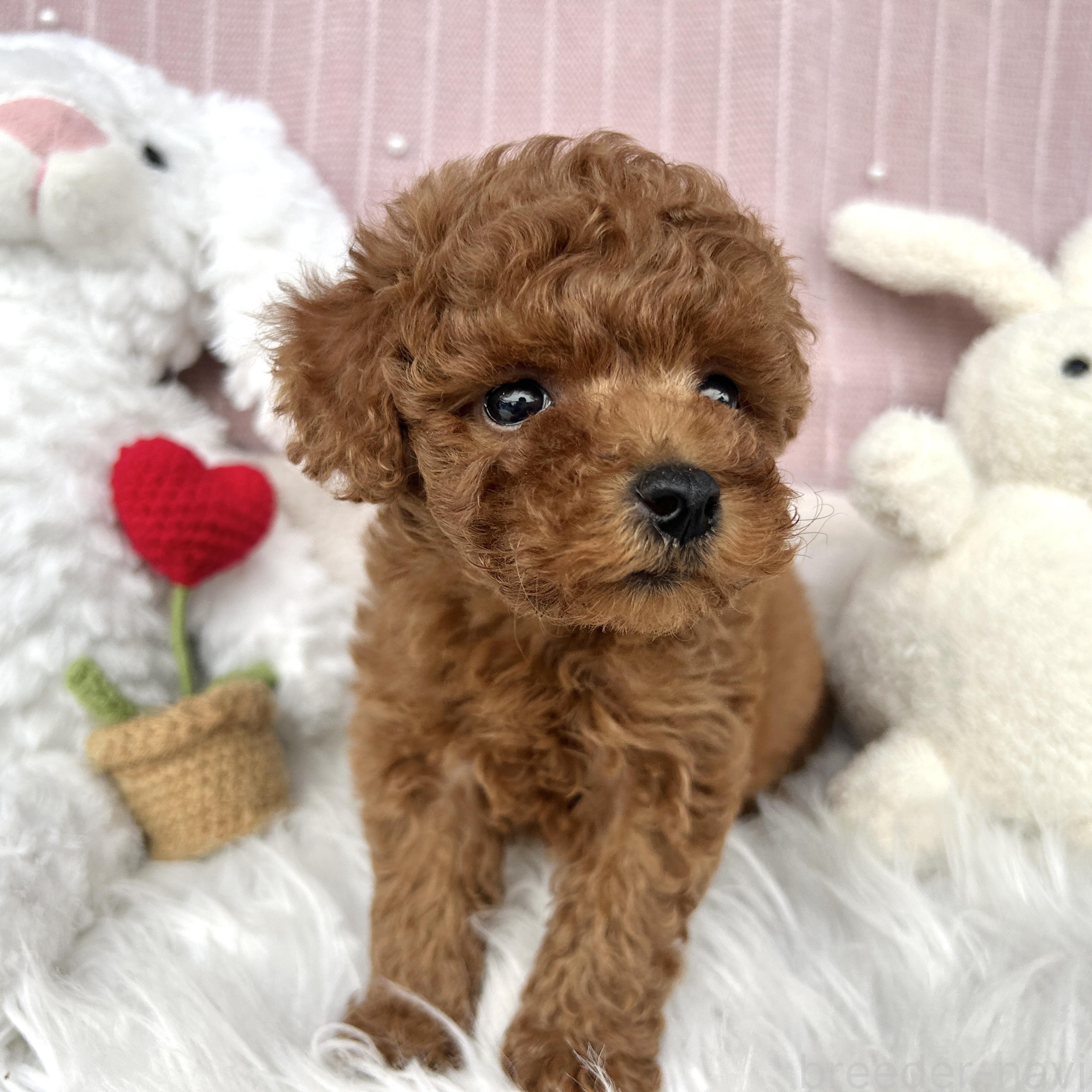 販売中の栃木県のトイプードル-393239の6枚目