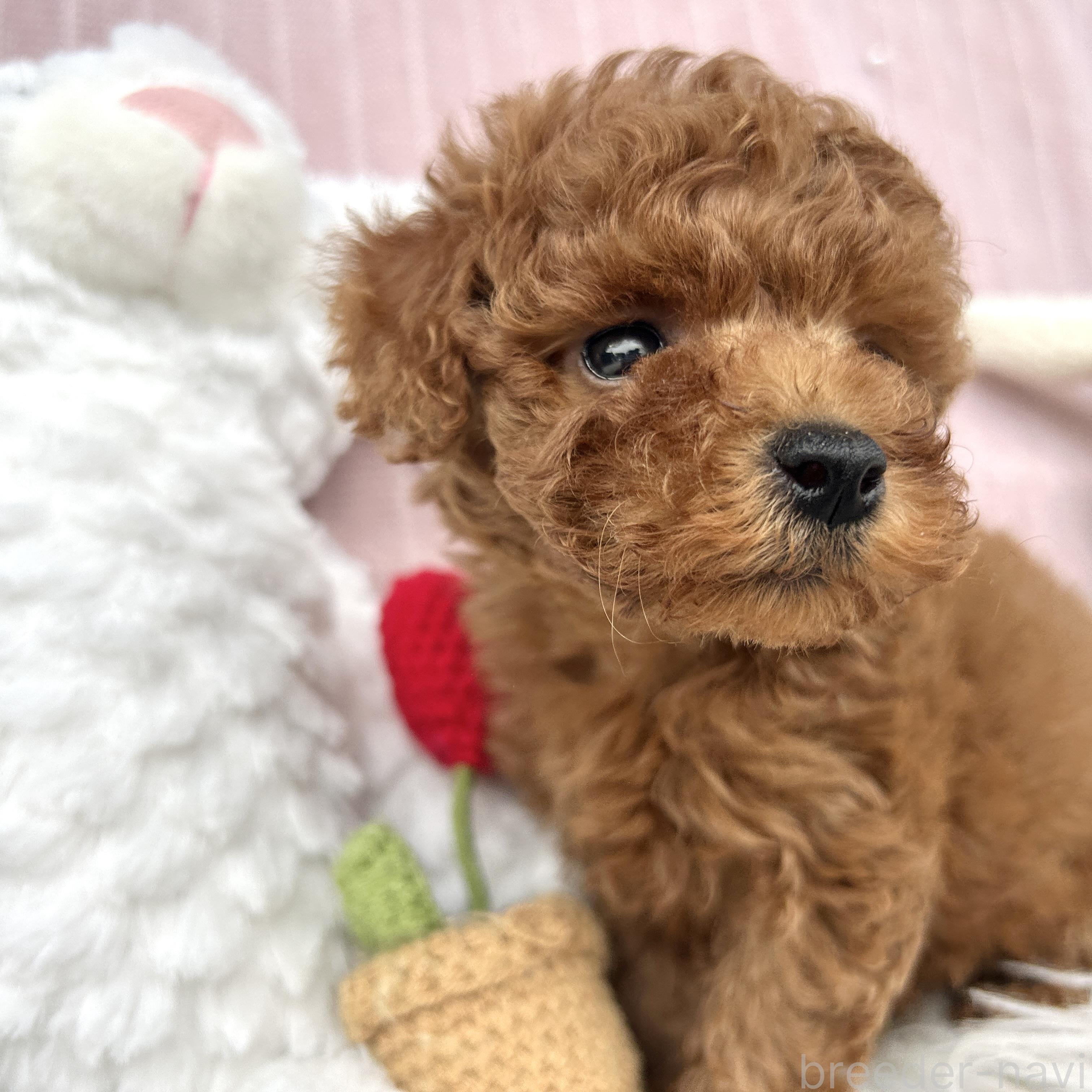 販売中の栃木県のトイプードル-393239の4枚目