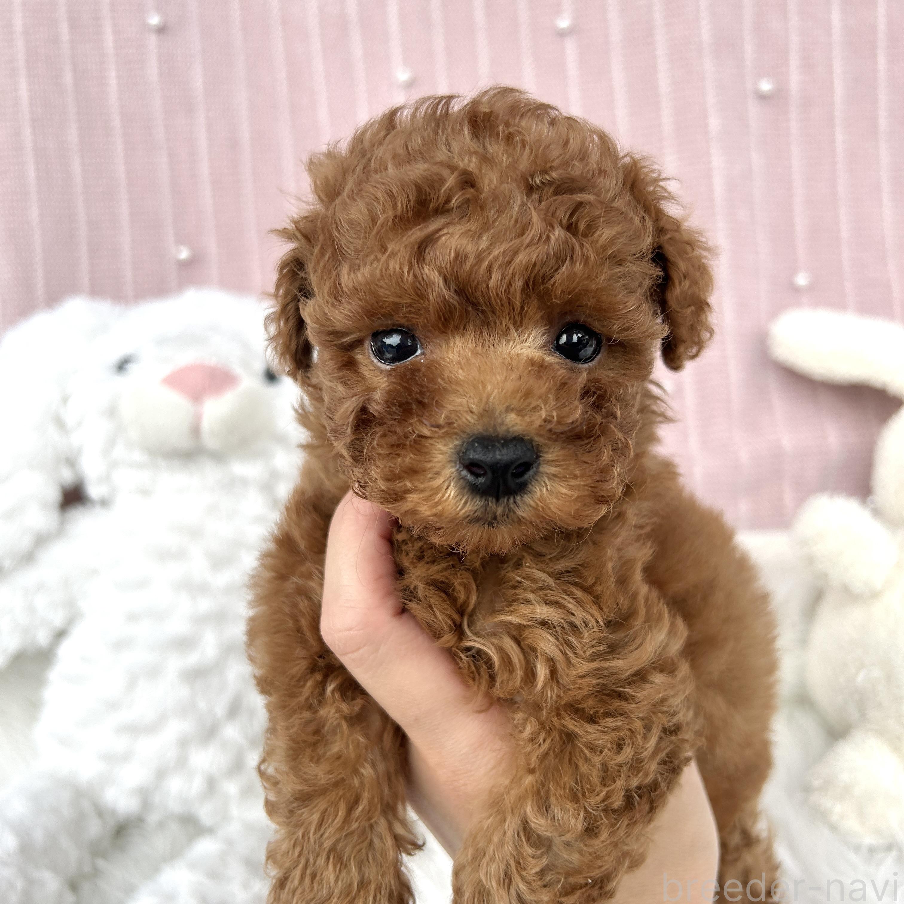 販売中の栃木県のトイプードル-393239の3枚目