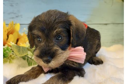 販売中の埼玉県のミックス犬-393251の14枚目