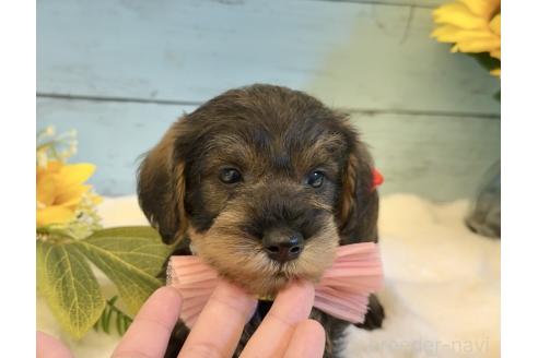 販売中の埼玉県のミックス犬-393251の12枚目