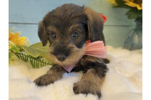 販売中の埼玉県のミックス犬-393251の11枚目