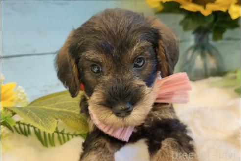 販売中の埼玉県のミックス犬-393251の10枚目
