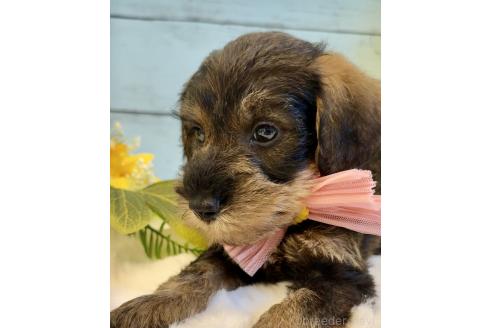 販売中の埼玉県のミックス犬-393251の7枚目