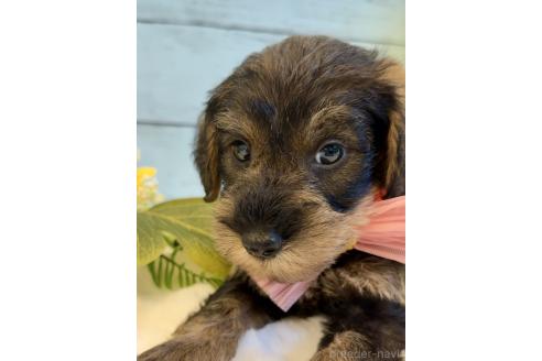 販売中の埼玉県のミックス犬-393251の6枚目