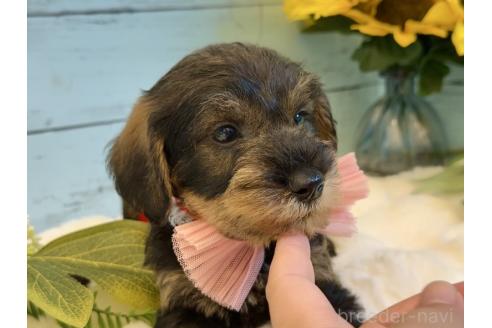 販売中の埼玉県のミックス犬-393251の4枚目