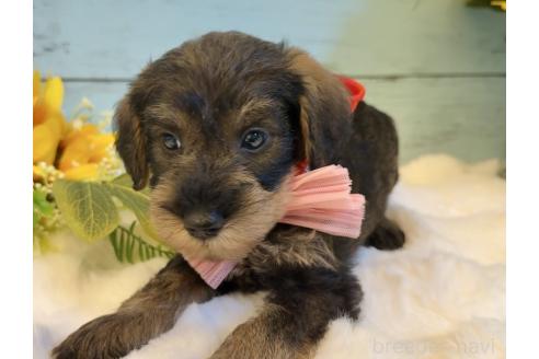 販売中の埼玉県のミックス犬-393251の3枚目