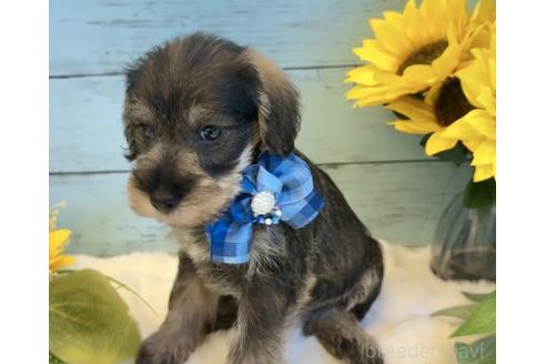 販売中の埼玉県のミックス犬-393254の12枚目