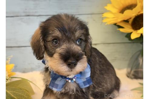 販売中の埼玉県のミックス犬-393254の7枚目