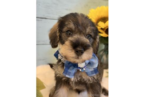 販売中の埼玉県のミックス犬-393254の6枚目