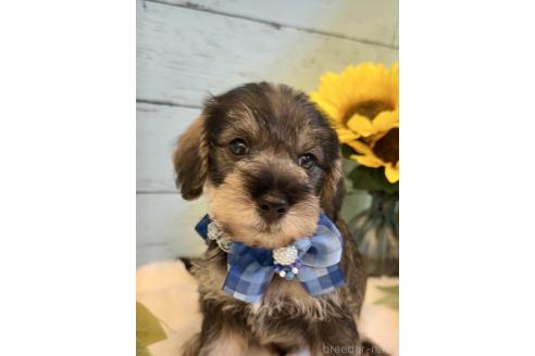 販売中の埼玉県のミックス犬-393254の5枚目