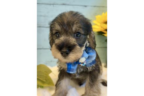販売中の埼玉県のミックス犬-393254の4枚目