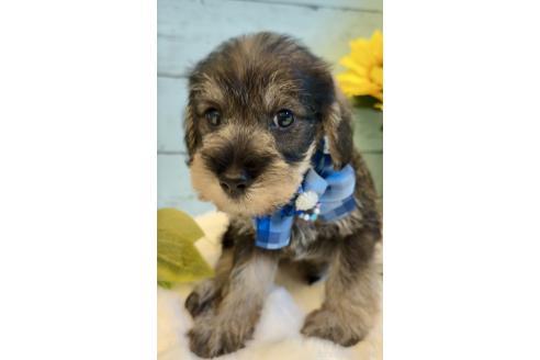 販売中の埼玉県のミックス犬-393254の3枚目