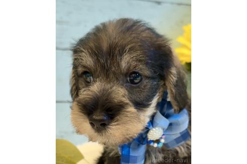 販売中の埼玉県のミックス犬-393254の2枚目