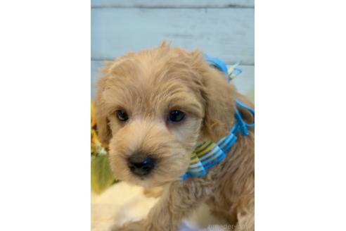 販売中の埼玉県のミックス犬-393256の11枚目