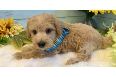販売中の埼玉県のミックス犬-393256の10枚目
