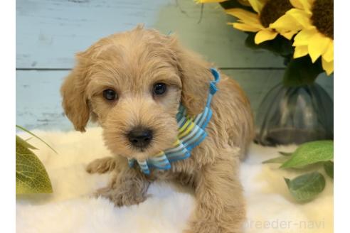 販売中の埼玉県のミックス犬-393256の8枚目