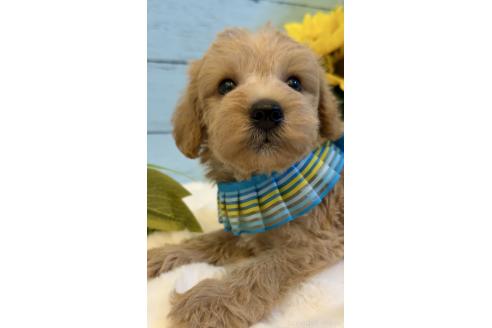 販売中の埼玉県のミックス犬-393256の6枚目