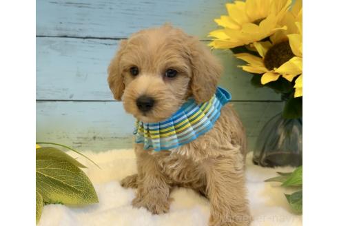 販売中の埼玉県のミックス犬-393256の5枚目