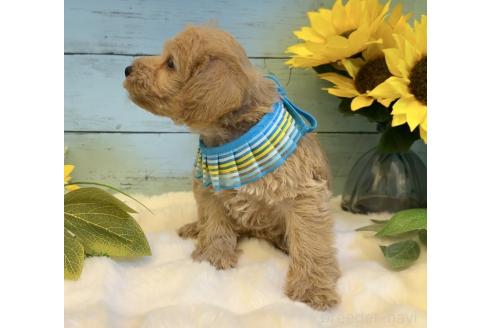 販売中の埼玉県のミックス犬-393256の4枚目