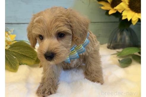 販売中の埼玉県のミックス犬-393256の3枚目