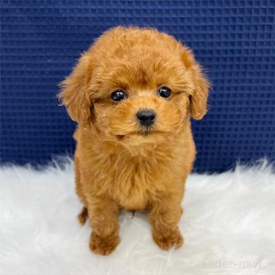 販売中の神奈川県のタイニープードル-393258の1枚目
