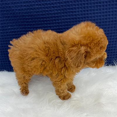 販売中の神奈川県のタイニープードル-393258の2枚目