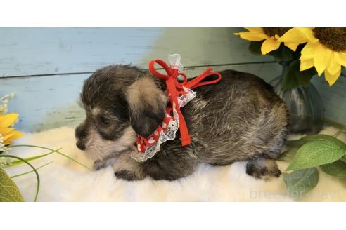 販売中の埼玉県のミックス犬-393259の9枚目