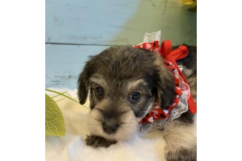 販売中の埼玉県のミックス犬-393259の5枚目