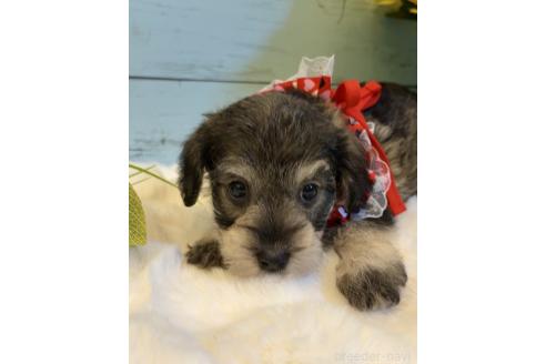販売中の埼玉県のミックス犬-393259の4枚目