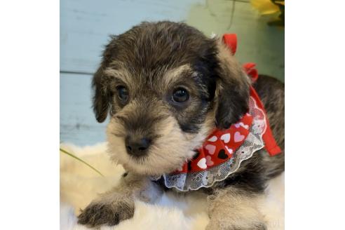 販売中の埼玉県のミックス犬-393259の3枚目