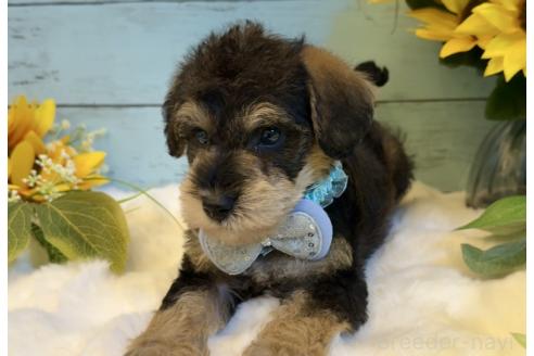 販売中の埼玉県のミックス犬-393260の7枚目