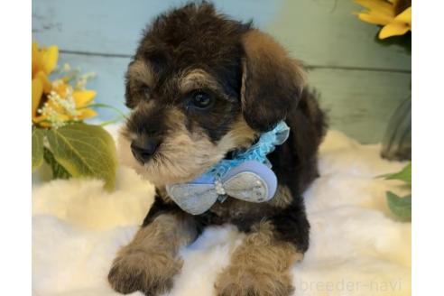 販売中の埼玉県のミックス犬-393260の6枚目