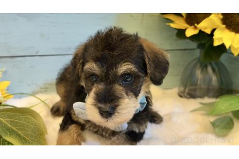 販売中の埼玉県のミックス犬-393260の4枚目